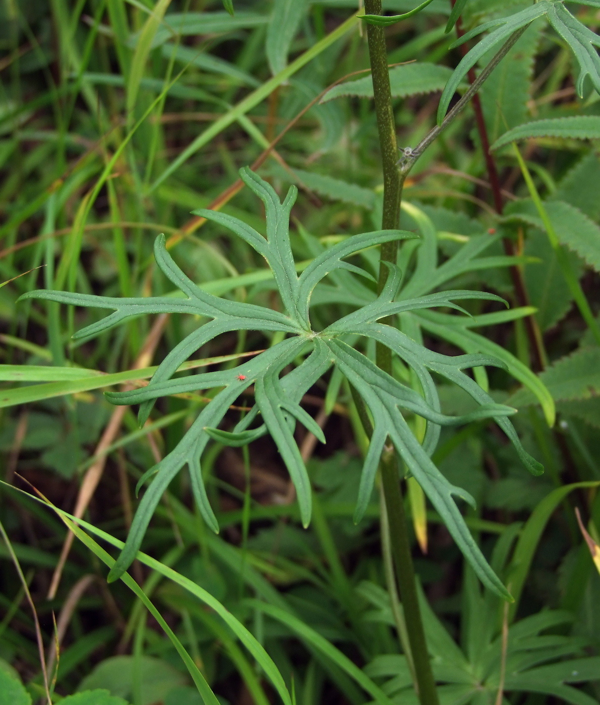 Изображение особи Aconitum delphiniifolium.