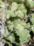 Eremostachys isochila. Часть соплодия. Кыргызстан, Чуйская обл., окр. г. Бишкек восточнее с. Орто-Сай, предгорье, склон холма. 04.06.2019.