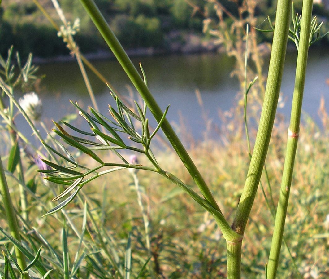 Изображение особи Peucedanum ruthenicum.