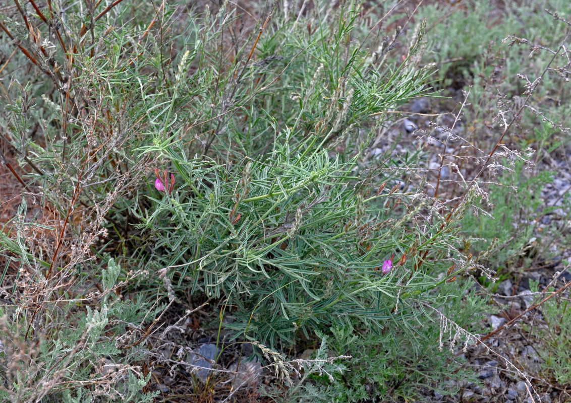 Изображение особи Astragalus varius.