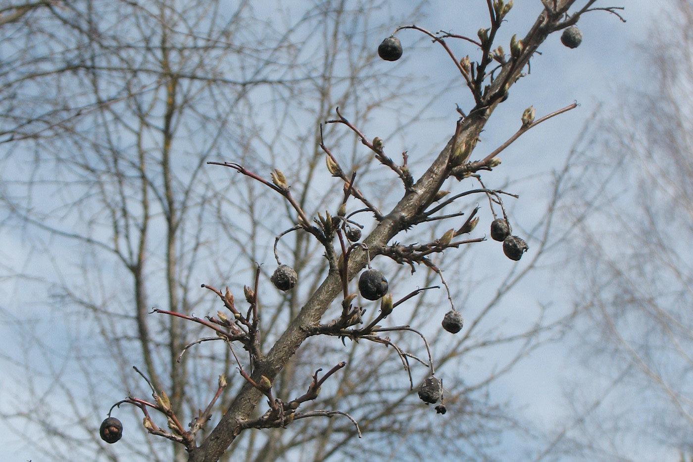 Image of Cotoneaster melanocarpus specimen.