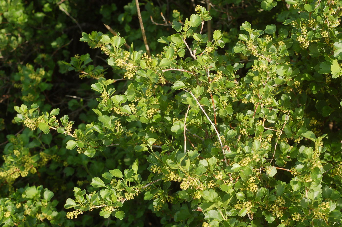 Изображение особи Ribes saxatile.