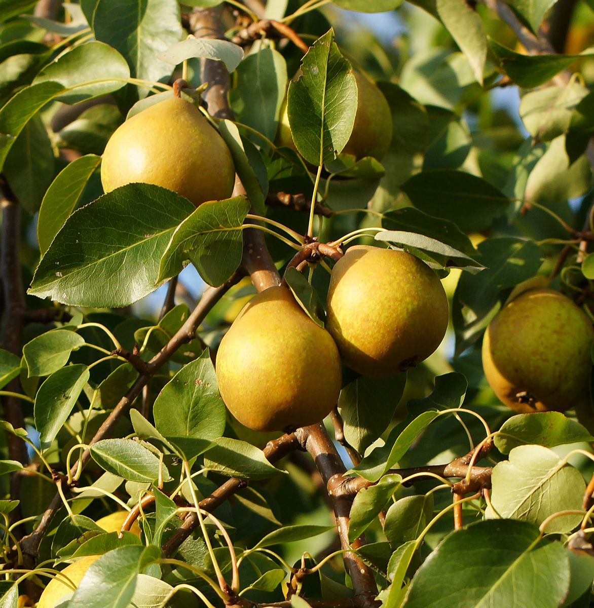 Image of Pyrus communis specimen.