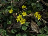 Waldsteinia ternata ssp. maximowicziana