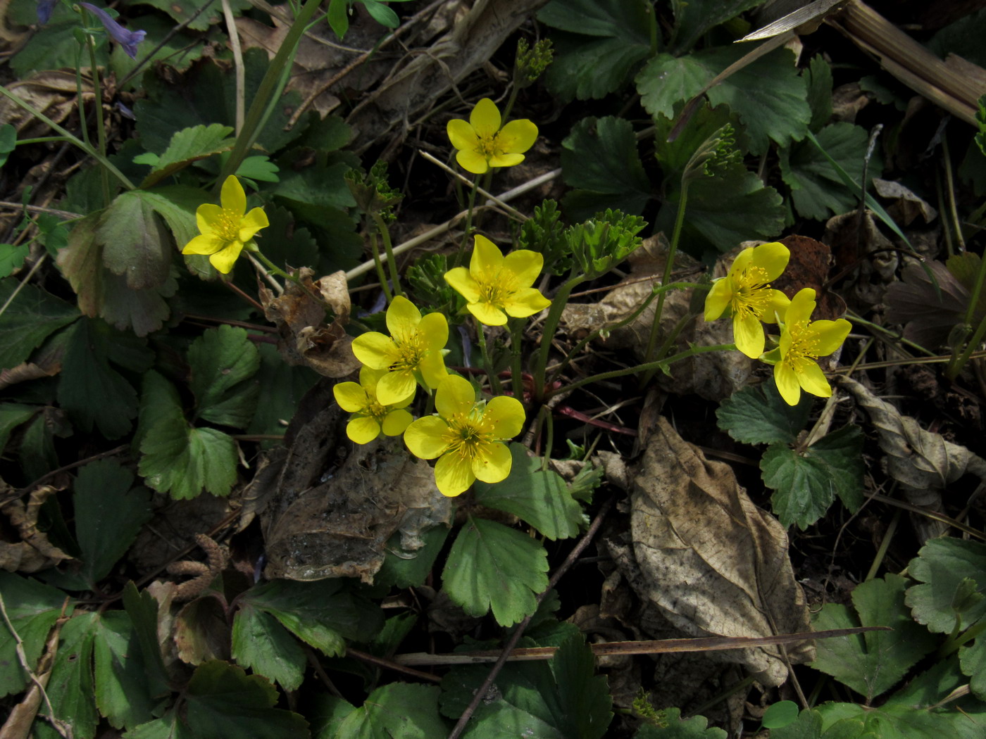 Изображение особи Waldsteinia ternata ssp. maximowicziana.