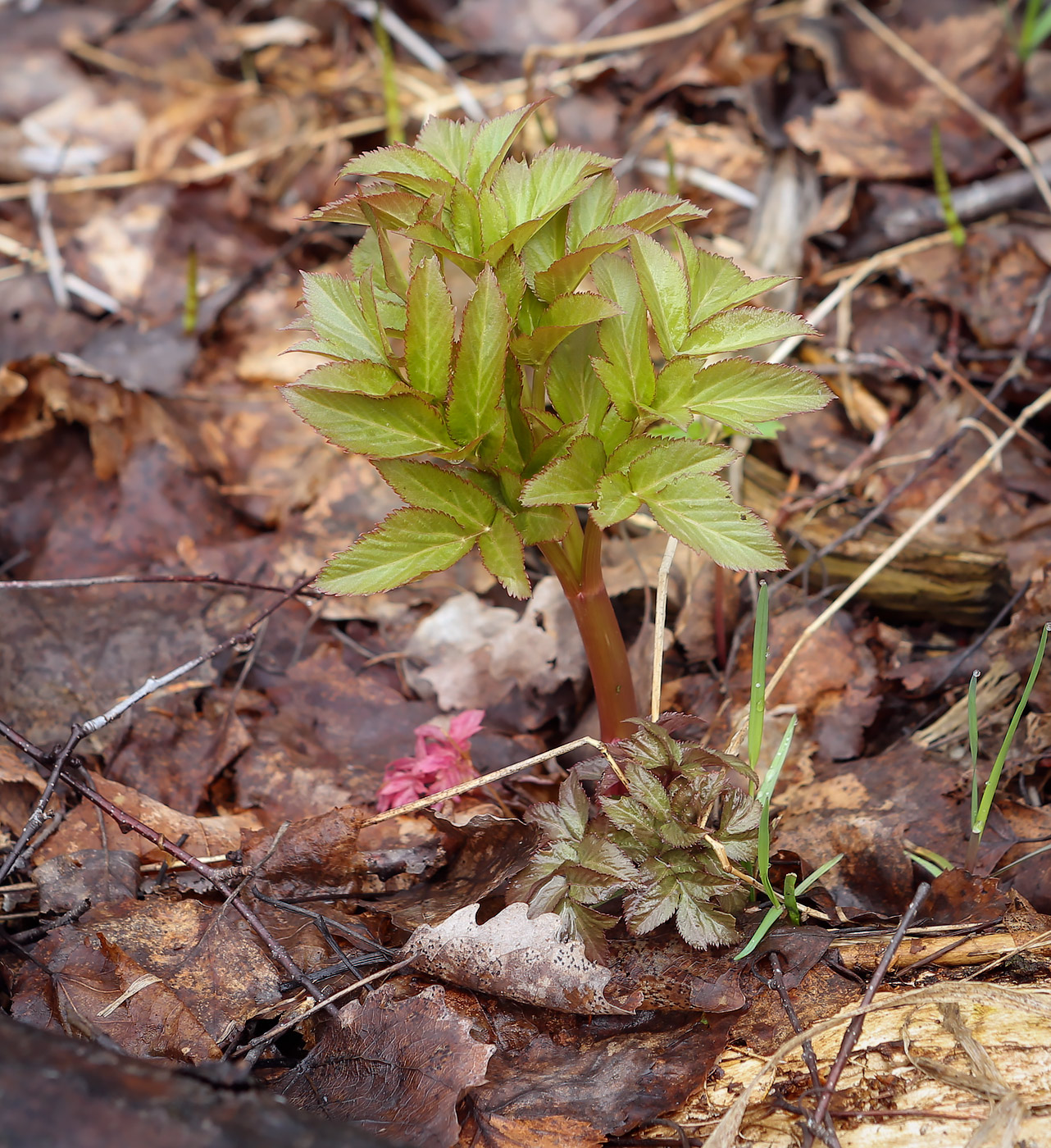 Изображение особи Archangelica officinalis.