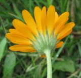 Calendula officinalis