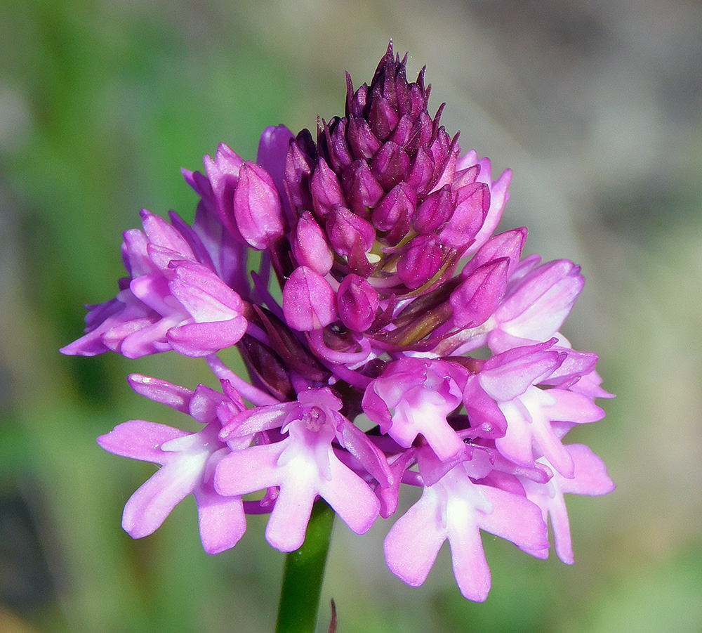 Изображение особи Anacamptis pyramidalis.