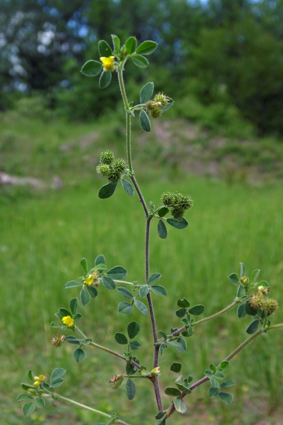 Image of Medicago minima specimen.