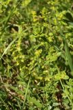 Cruciata laevipes