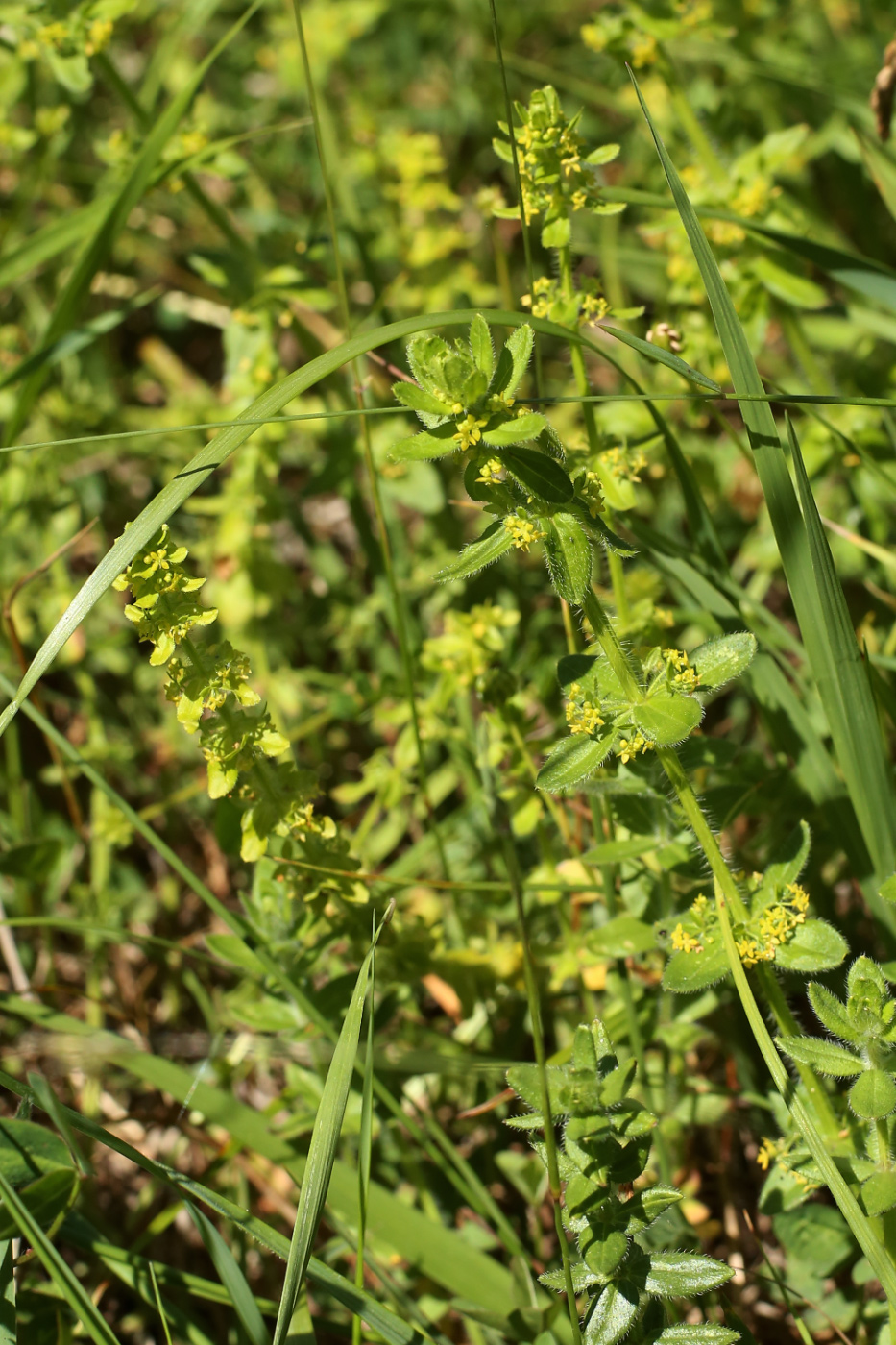 Image of Cruciata laevipes specimen.