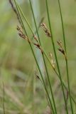 Juncus filiformis