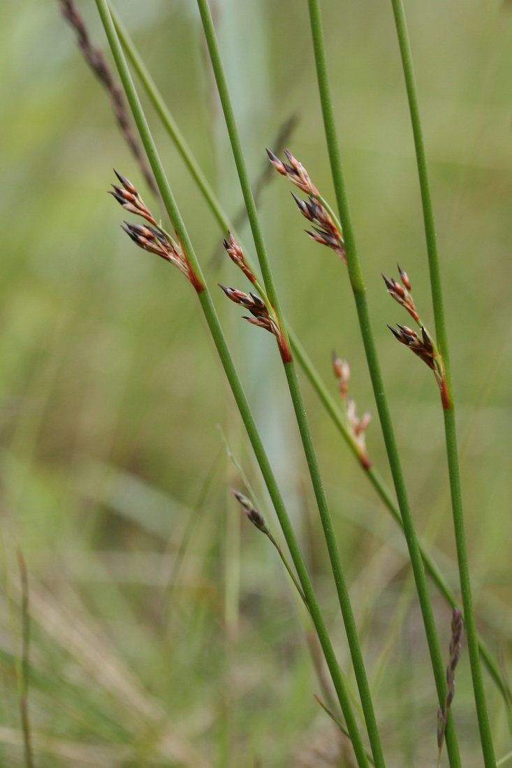 Image of Juncus filiformis specimen.