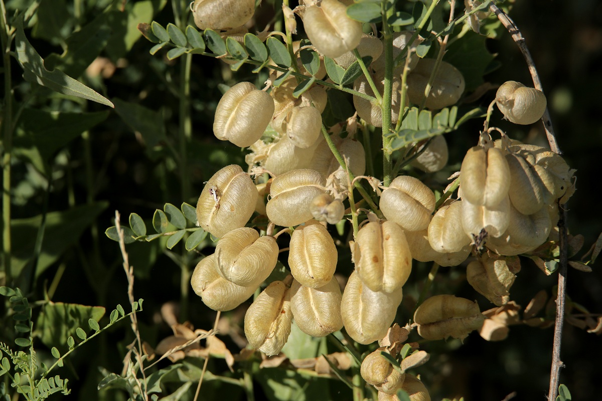 Изображение особи Sphaerophysa salsula.