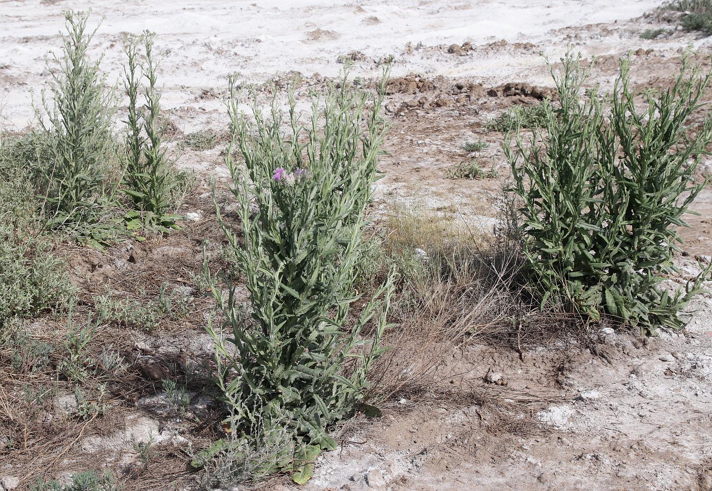 Image of Saussurea robusta specimen.