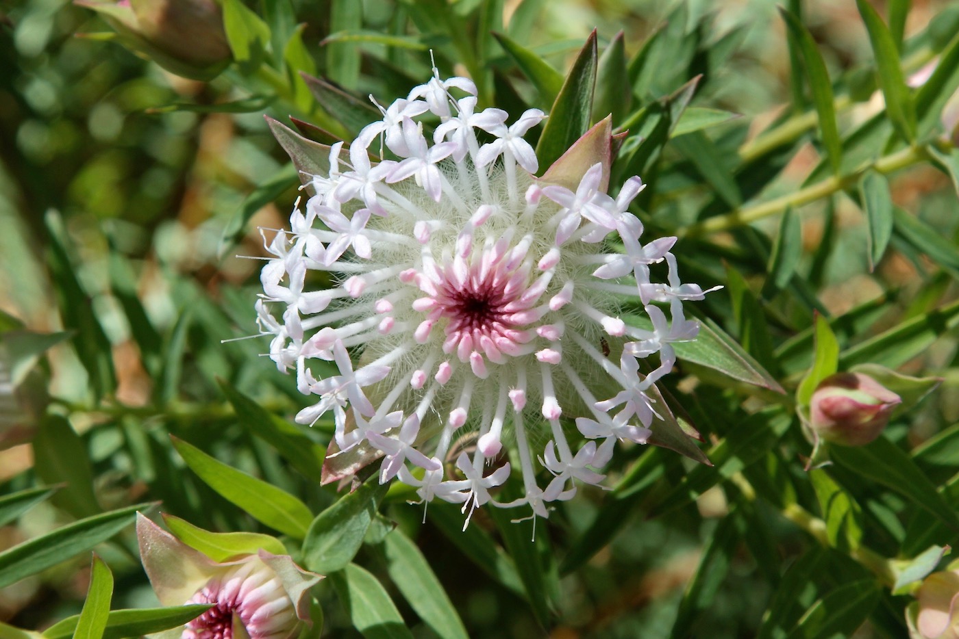 Изображение особи Pimelea spectabilis.