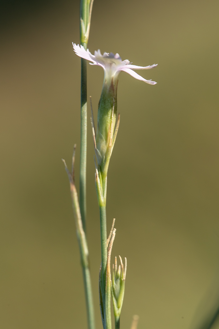 Изображение особи Dianthus pallens.