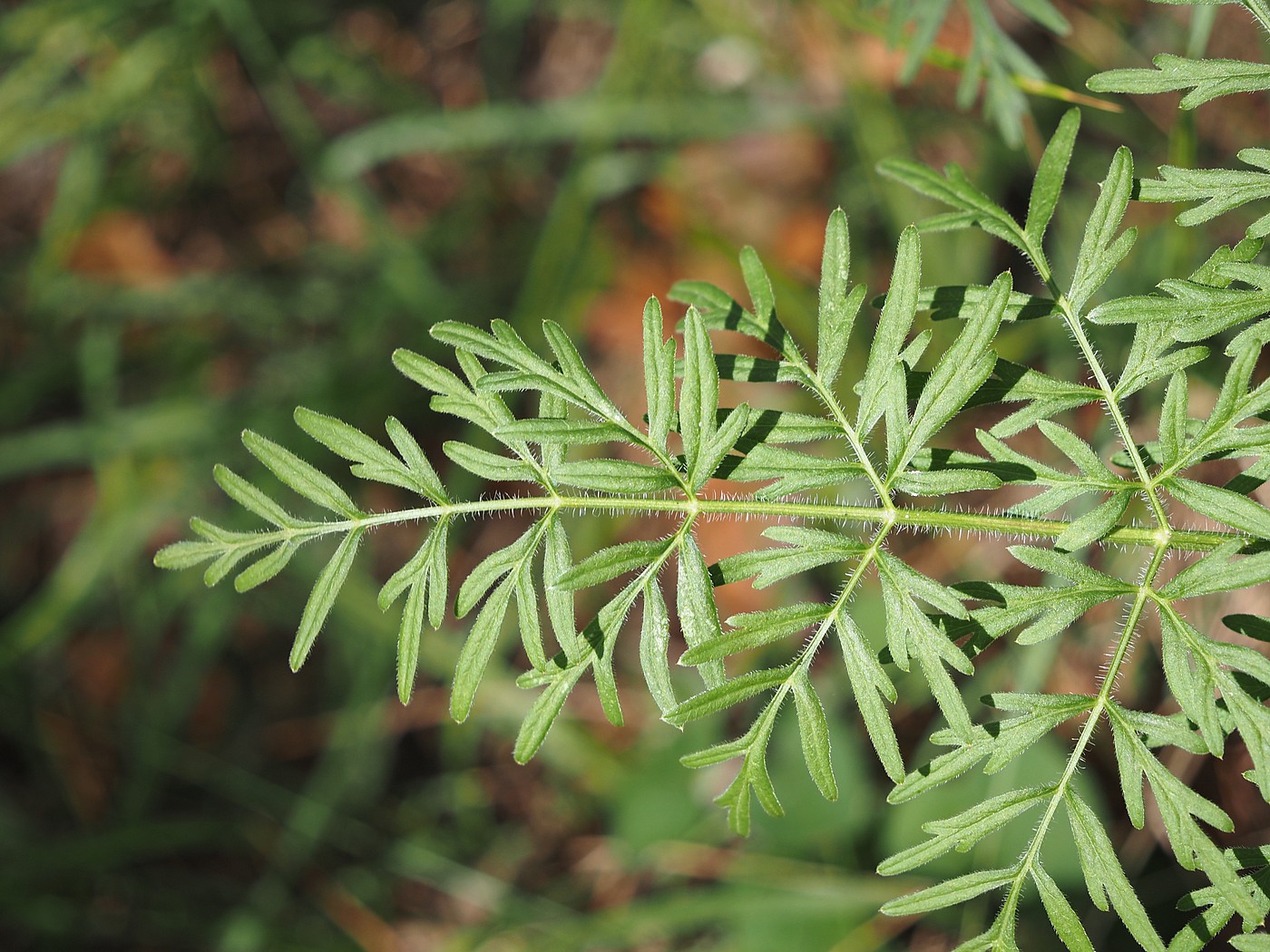 Image of Laserpitium prutenicum specimen.