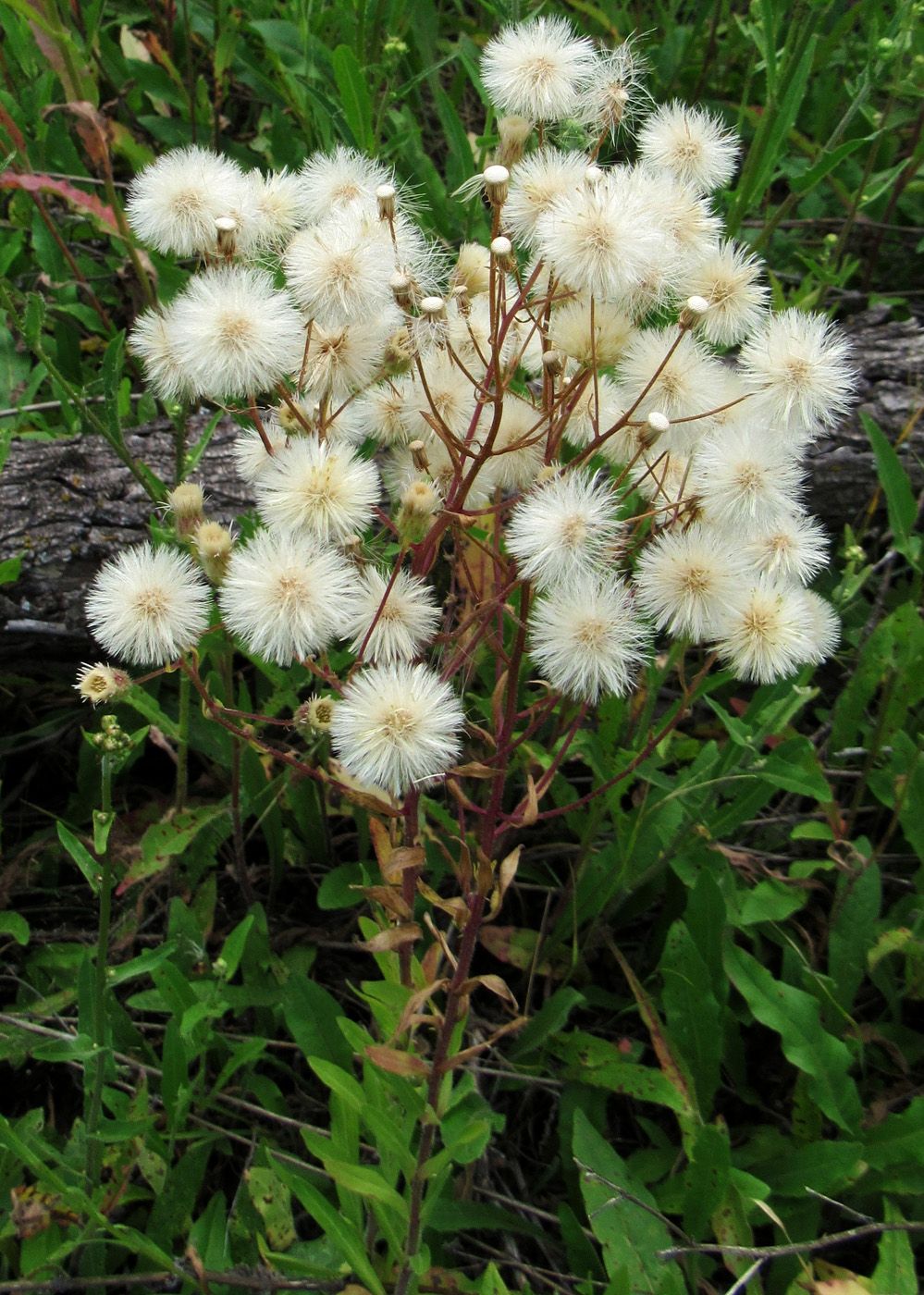 Изображение особи Erigeron acris.