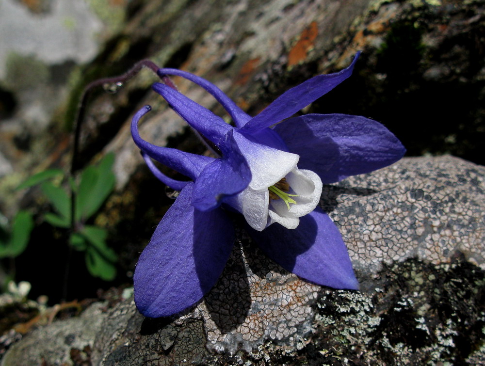 Изображение особи Aquilegia borodinii.