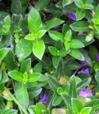 genus Barleria