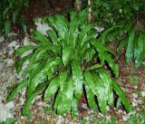 Phyllitis scolopendrium. Спороносящее растение. Краснодарский край, городской округ Сочи, мкр-н Хоста, восточный склон горы Ахун, реликтовая тисо-самшитовая роща. Июль 2020 г.