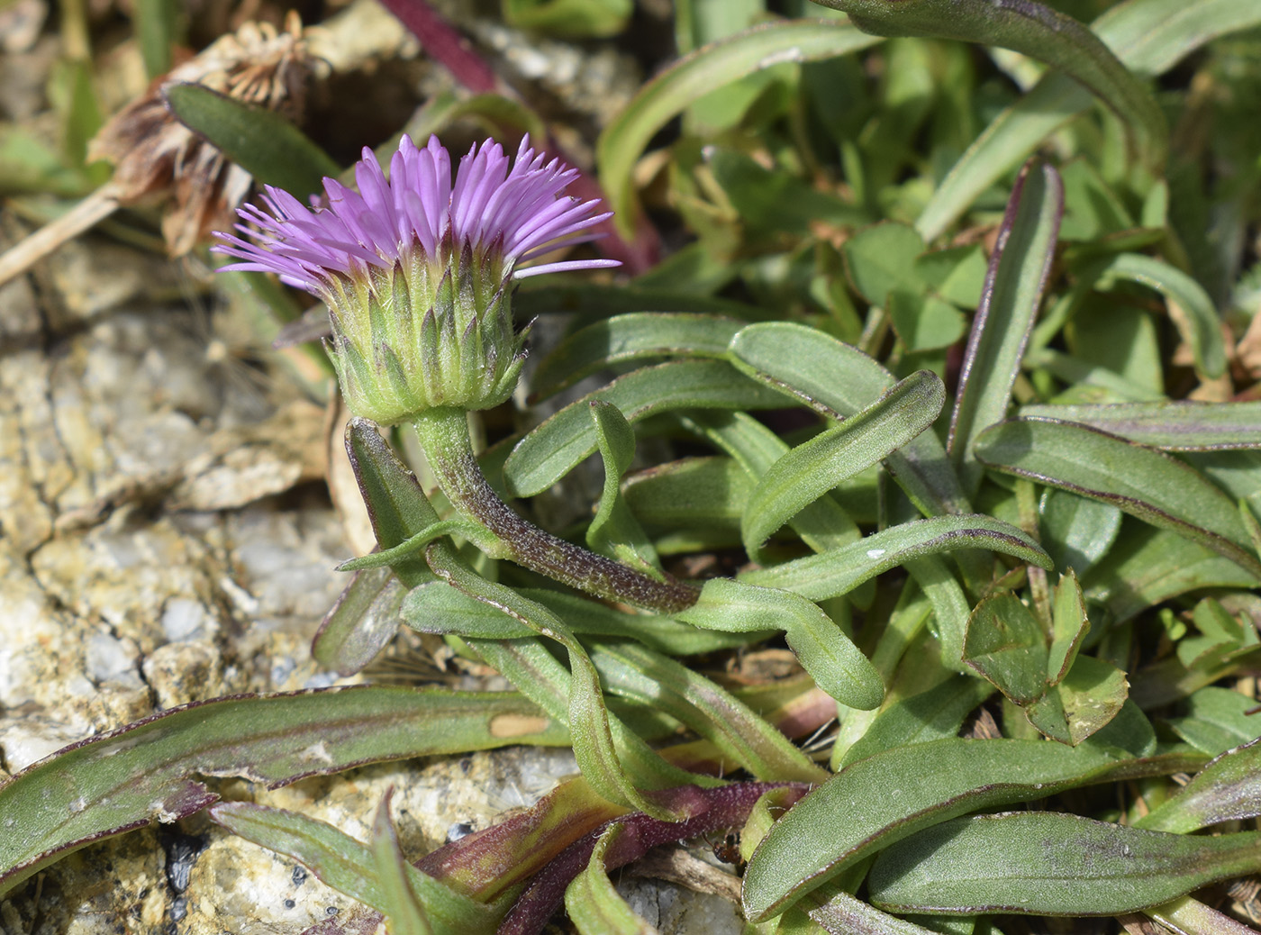 Image of Erigeron alpinus specimen.