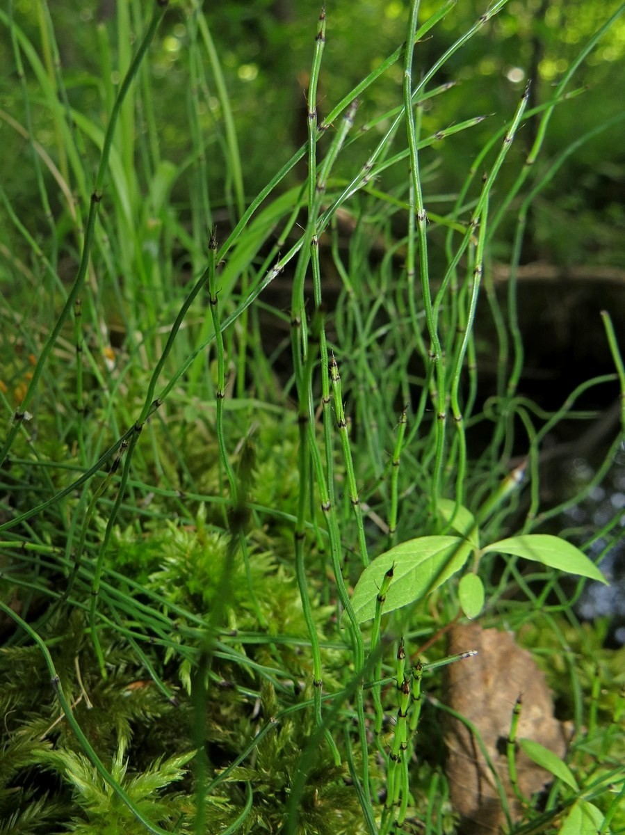 Image of Equisetum scirpoides specimen.