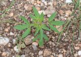 Sesamum triphyllum