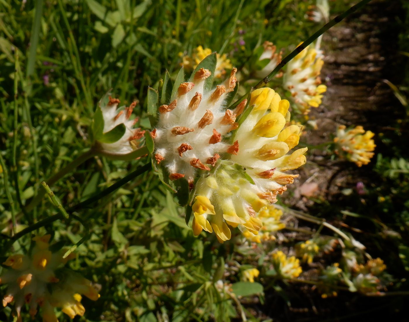 Image of genus Anthyllis specimen.