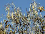 Catalpa bignonioides. Ветви с плодами. Крым, Симферополь, 30 октября 2008 г.