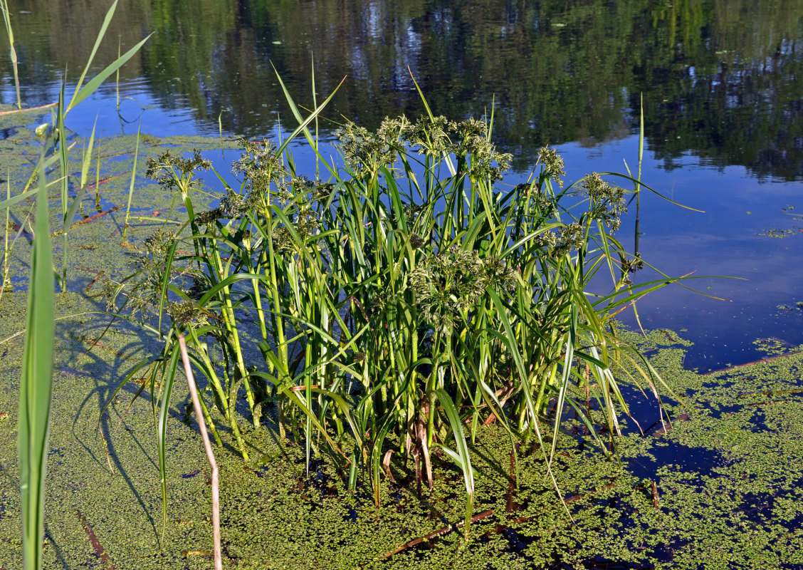 Image of Scirpus radicans specimen.