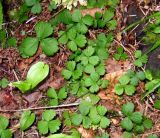 Waldsteinia tanzybeica