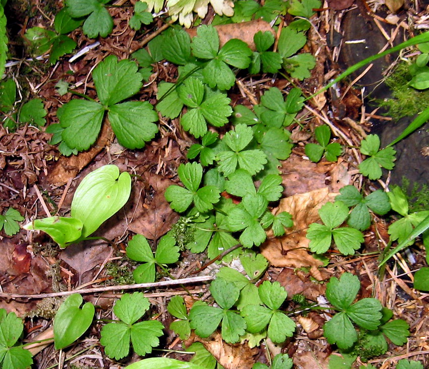 Изображение особи Waldsteinia tanzybeica.