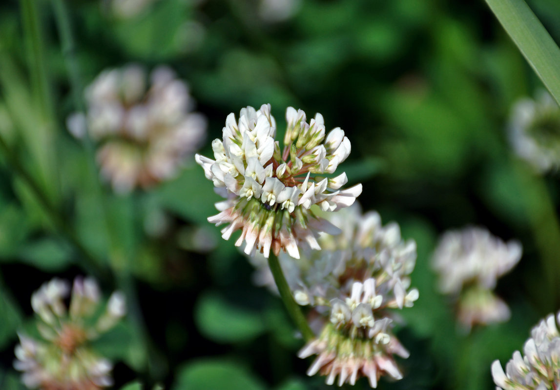 Изображение особи Trifolium repens.