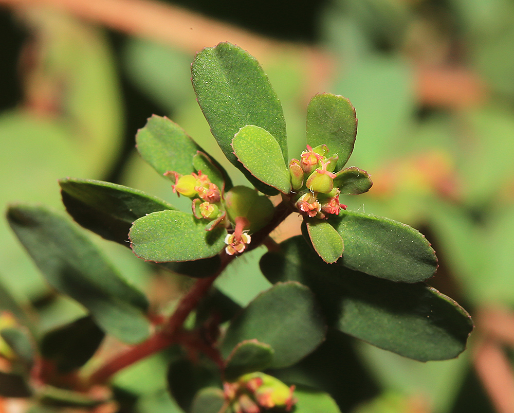 Изображение особи Euphorbia humifusa.