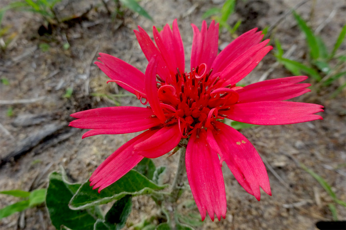 Изображение особи Erythrocephalum longifolium.