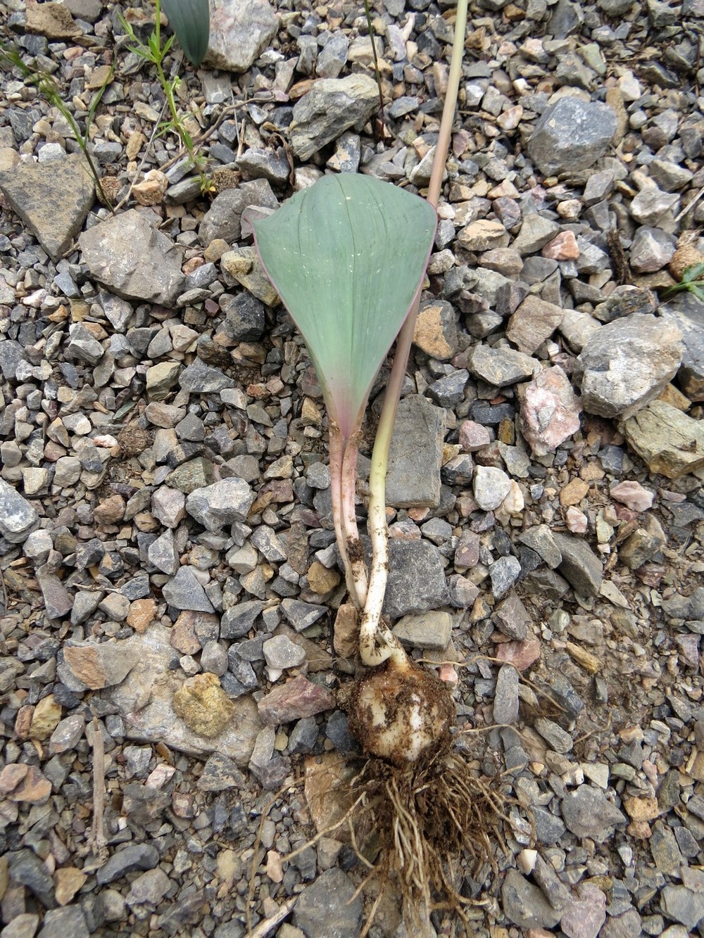 Image of Allium komarowii specimen.