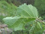 Betula pubescens. Лист (вид снизу) с галлами галлицы Anisostephus betulinus. Кабардино-Балкария, Эльбрусский р-н, долина р. Ирик, ок. 2200 м н.у.м., субальпийский луг. 07.07.2020.