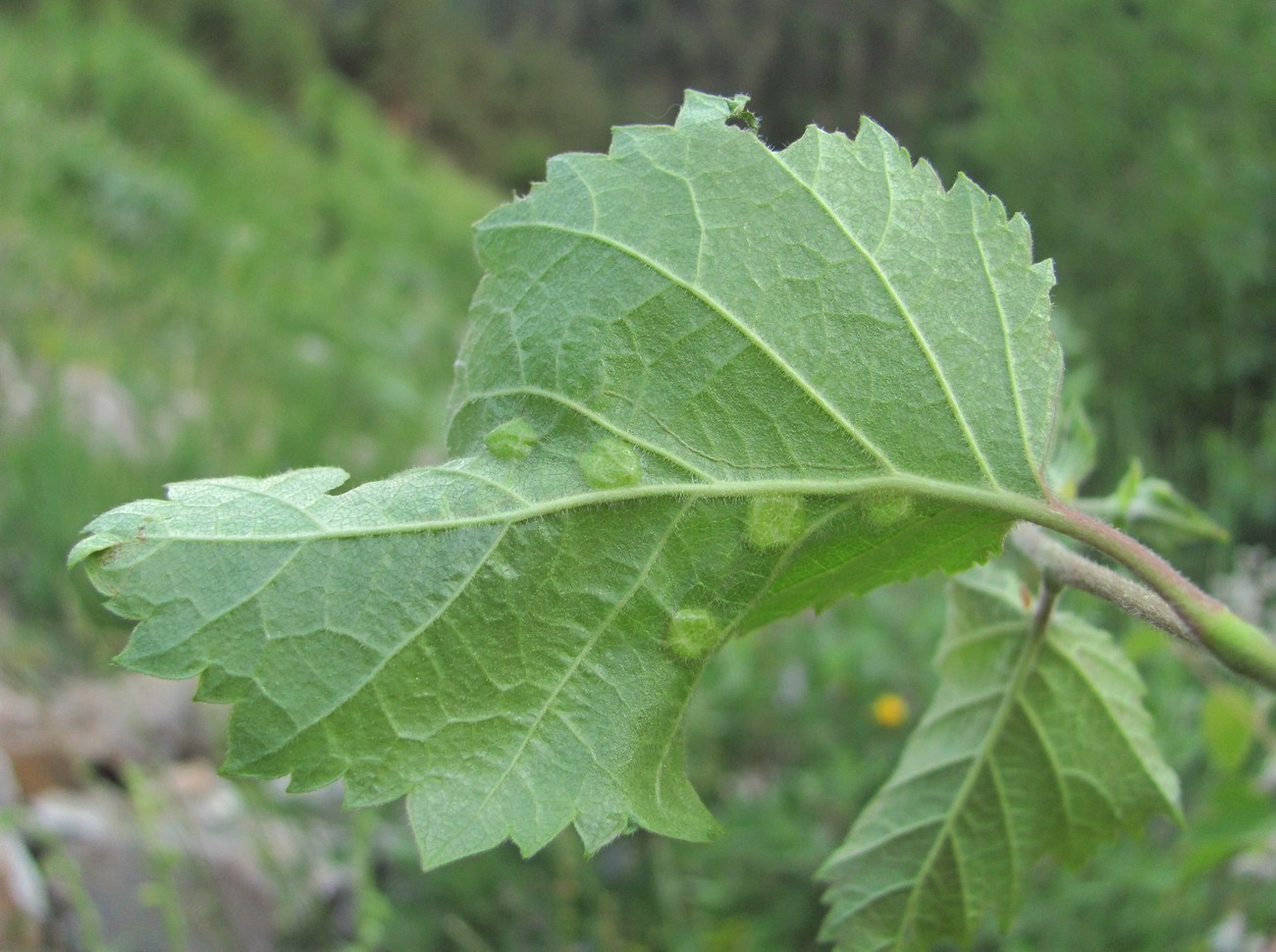 Изображение особи Betula pubescens.