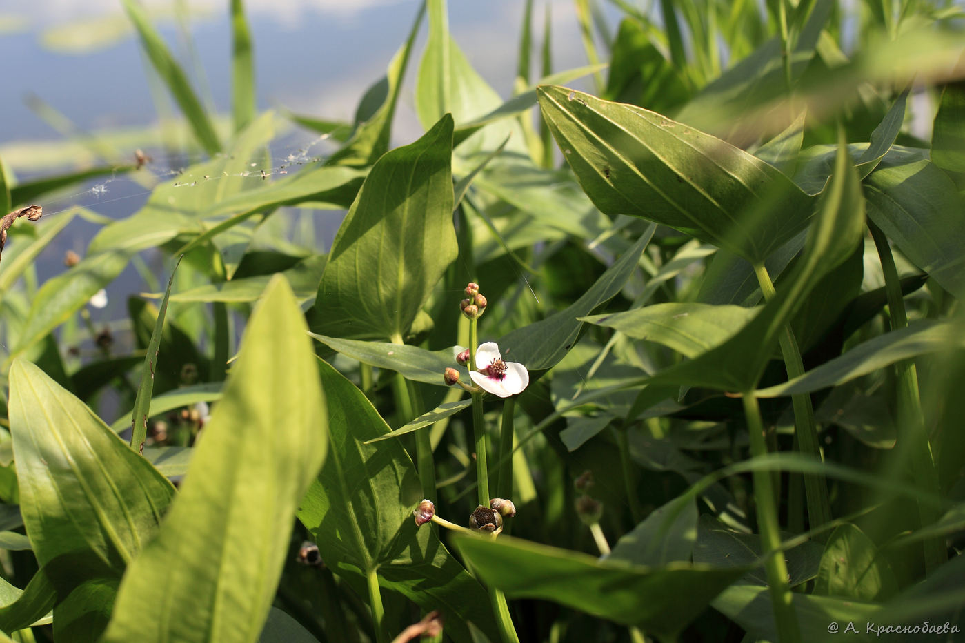 Изображение особи Sagittaria sagittifolia.