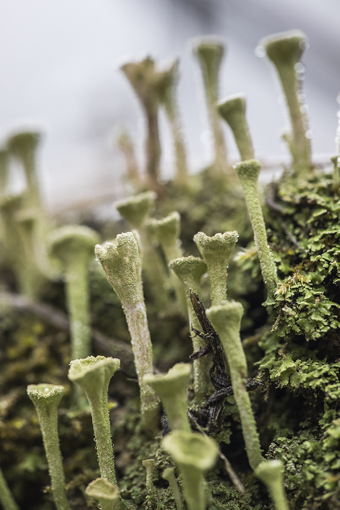 Изображение особи род Cladonia.