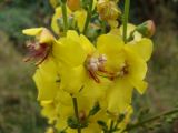 Verbascum blattaria