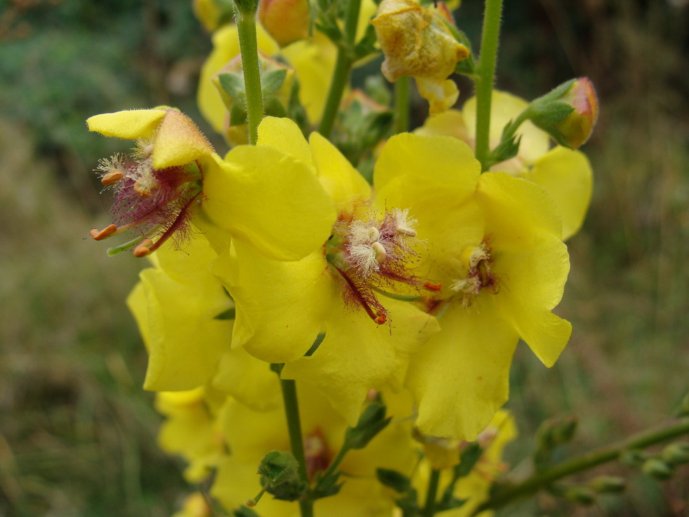 Изображение особи Verbascum blattaria.