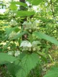 Lamium album. Верхушка цветущего растения. Хабаровский край, 17 км Владивостокского шоссе, у ручья. 24.05.2019.