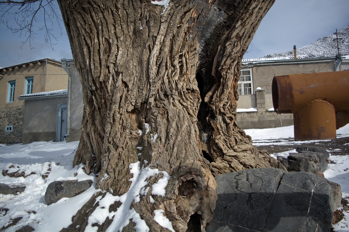 Image of Populus nigra specimen.