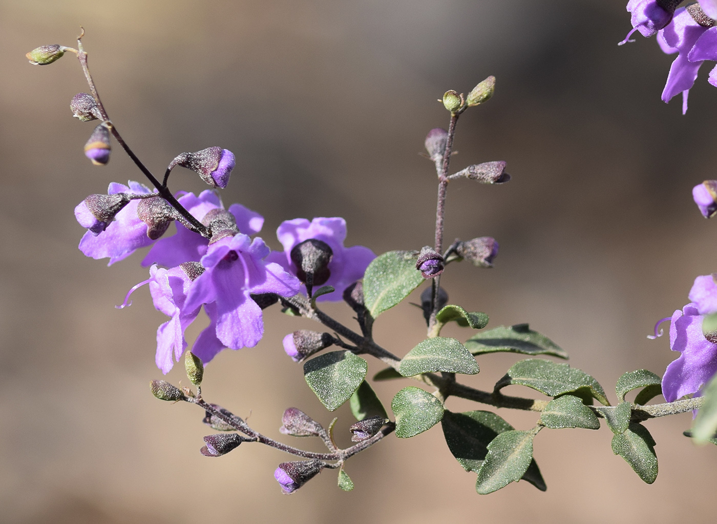 Image of Prostanthera ovalifolia specimen.