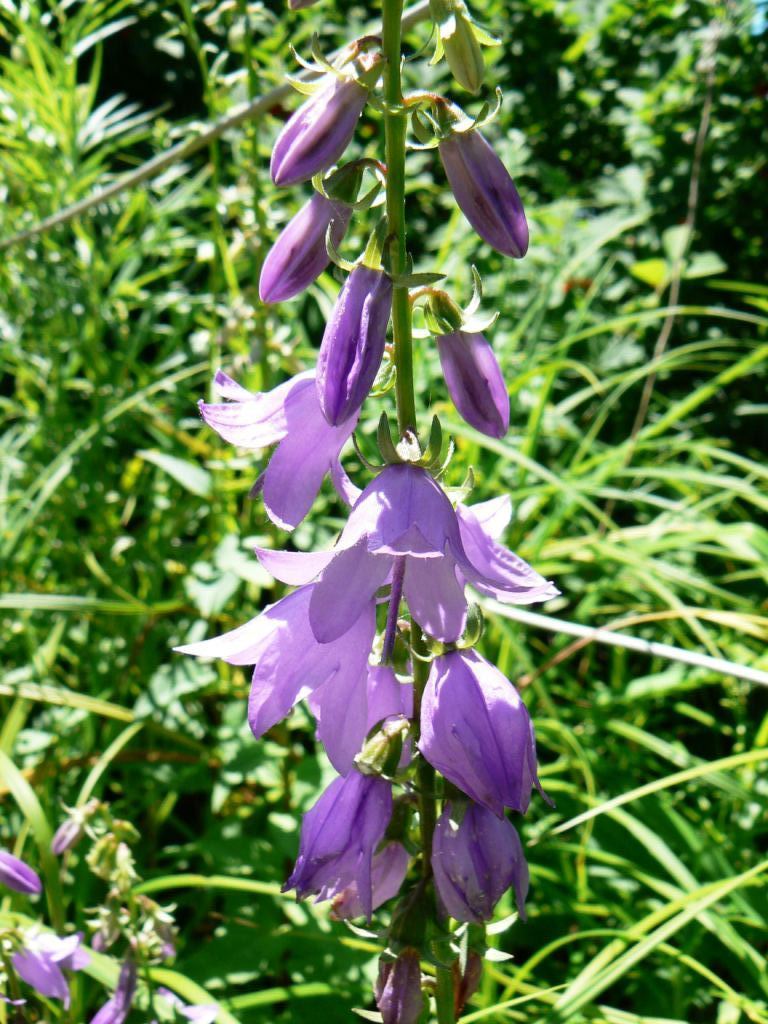 Изображение особи Campanula rapunculoides.