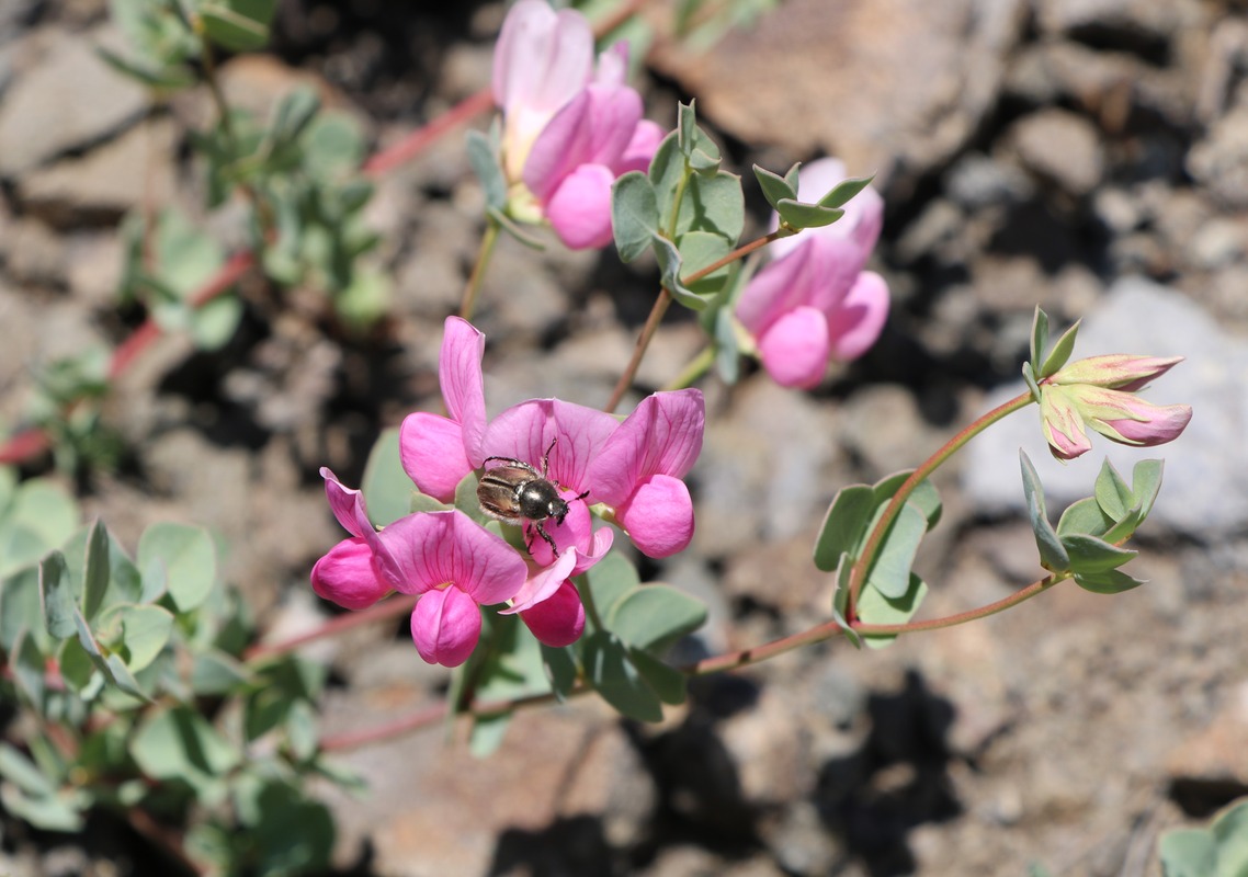 Image of Lotus gebelia specimen.