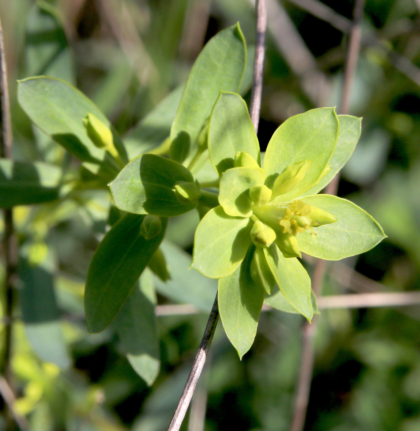 Image of Euphorbia seguieriana specimen.